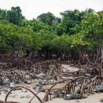 L’état des mangroves à l’heure de la Journée Internationale pour leur conservation