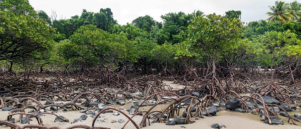 L’état des mangroves à l’heure de la Journée Internationale pour leur conservation