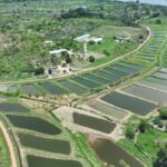 Côte d’Ivoire : l’aquaculture au service de l’emploi des jeunes et de la sécurité alimentaire