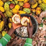 Côte d’Ivoire : Du déchet de cacao à l’énergie verte