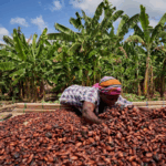 Protection sociale : Le gouvernement adopte le Programme d’Investissement en Protection Sociale (PIPS) pour les secteurs agricoles et informels