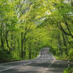 Biodiversité et infrastructures routières