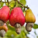 Cajou made in Côte d’Ivoire : la transformation locale change la donne